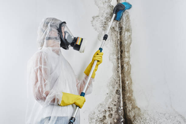 Best Attic Mold Remediation in Winnie, TX