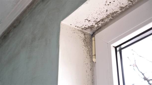 Best Industrial Mold Remediation in Winnie, TX