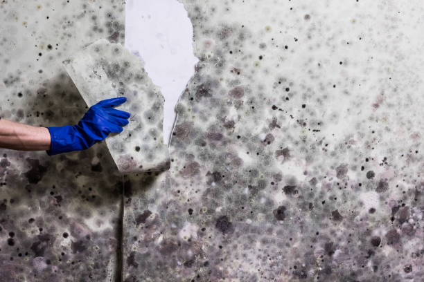 Best Bathroom Mold Remediation in Winnie, TX